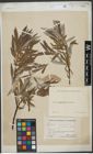 Foto von Salix viminalis L.